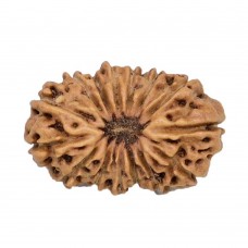 15 Mukhi Rudraksha from Indonesia/Java - Large 20mm-21mm