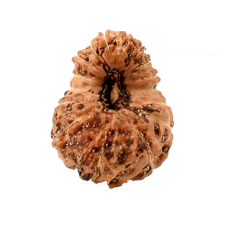 16 Mukhi Rudraksha from Indonesia/Java - Large (21mm-22mm)