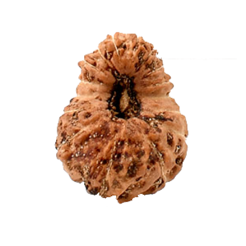 16 Mukhi Rudraksha from Indonesia/Java - Large (21mm-22mm)