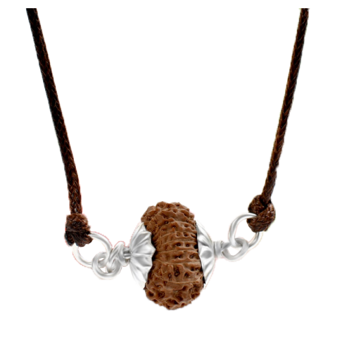 17 Mukhi Rudraksha Java/Indonesia Pendant Silver Capped in Thread Medium 16mm-17mm