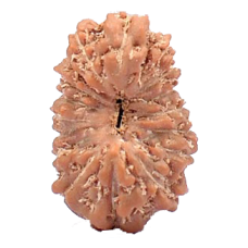 17 Mukhi Rudraksha from Indonesia/Java - Small (14mm)