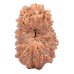 17 Mukhi Rudraksha from Indonesia/Java - Large (18mm-20mm)