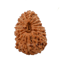 18 Mukhi Rudraksha from Indonesia/Java - Large (19mm-21mm)