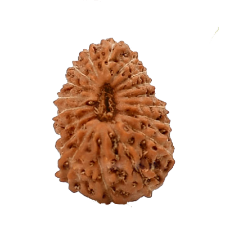 18 Mukhi Rudraksha from Indonesia/Java - Small (13mm-15mm)