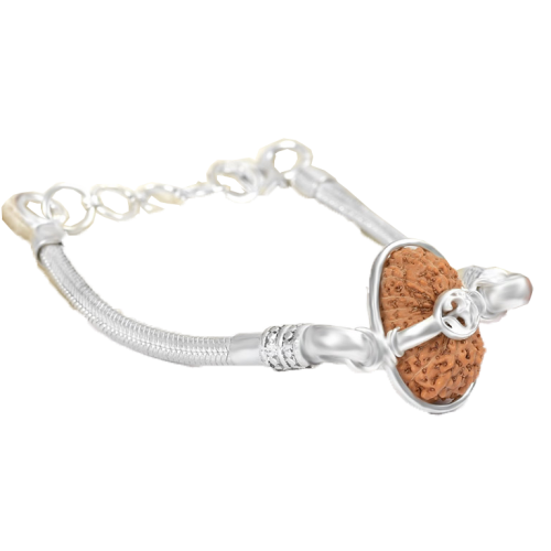 19 mukhi rudraksha Java/Indonesia in Silver Snake Chain Bracelet 16mm-18mm