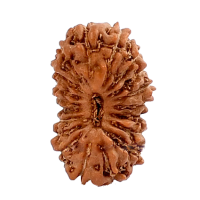 19 Mukhi Rudraksha