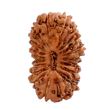 19 Mukhi Rudraksha from Indonesia/Java - Medium (16mm-18mm)