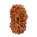 19 Mukhi Rudraksha from Indonesia/Java - Small (12mm-15mm)