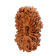 19 Mukhi Java Rudraksha