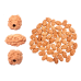 2 Mukhi Rudraksha from Indonesia/Java - Large 15mm