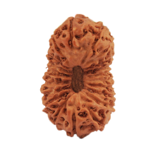 20 Mukhi Rudraksha from Indonesia/Java - Medium (17mm-18mm)