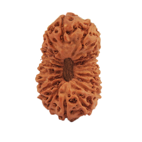 20 Mukhi Rudraksha from Indonesia/Java - Medium (17mm-18mm)