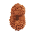 20 Mukhi Rudraksha from Indonesia/Java - Medium (17mm-18mm)