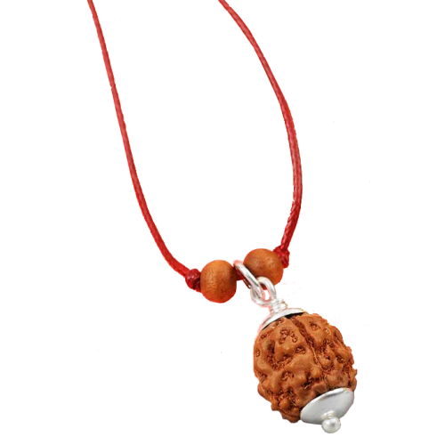 4 Mukhi Rudraksha in Pendant with Silver Capping Large from java/Indonesia-15mm