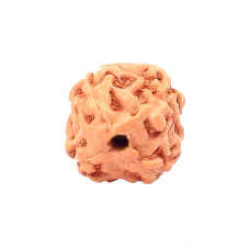 4 Mukhi Rudraksha from Indonesia/Java - Small 10mm