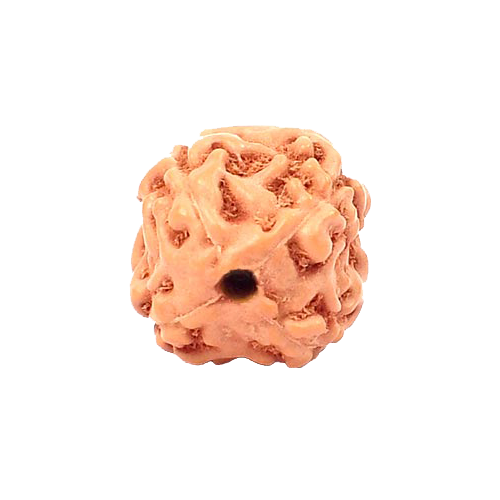 4 Mukhi Rudraksha from Indonesia/Java  - Large-15mm