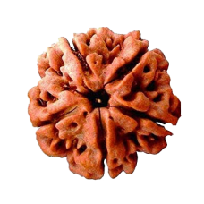 5 Mukhi Rudraksha from Indonesia/Java - Small 10mm