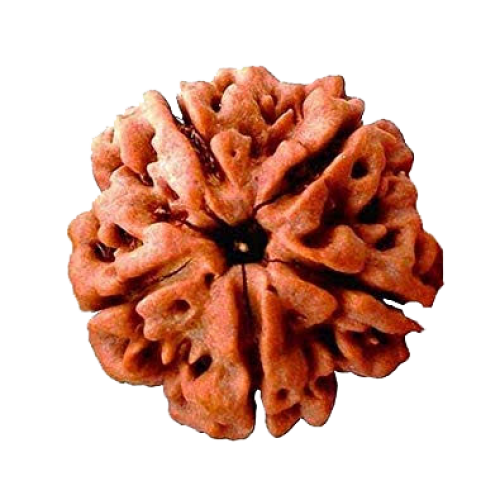 5 Mukhi Rudraksha from Indonesia/Java - Medium - 13mm