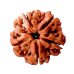 5 Mukhi Rudraksha from Indonesia/Java - Medium - 13mm