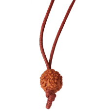 5 Mukhi Rudraksha from Indonesia/Java in Silk Thread Medium - 13mm
