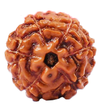 6 Mukhi Rudraksha from Indonesia/Java - Small (10mm)