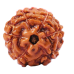 6 Mukhi Rudraksha from Indonesia/Java - Medium (15mm)