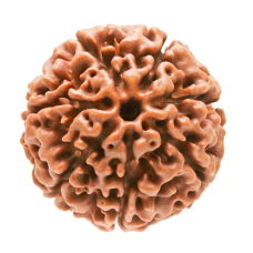 7 Mukhi Rudraksha from Indonesia/Java - Small 10mm