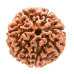 7 Mukhi Rudraksha from Indonesia/Java - Large 14mm