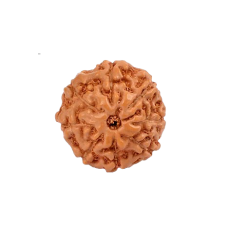 8 Mukhi Rudraksha from Indonesia/Java - Small 10mm