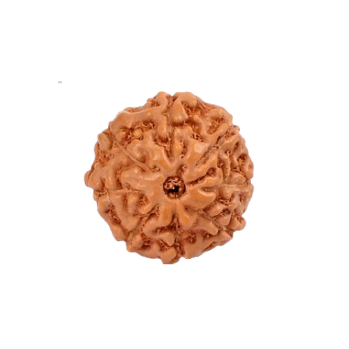 8 Mukhi Rudraksha from Indonesia/Java - Small 10mm