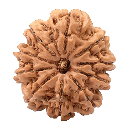 10 Mukhi Rudraksha from Nepal - Large 26mm