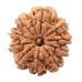 10 Mukhi Rudraksha from Nepal - Large 26mm