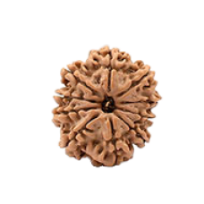 10 Mukhi Rudraksha from Nepal - Small 20mm