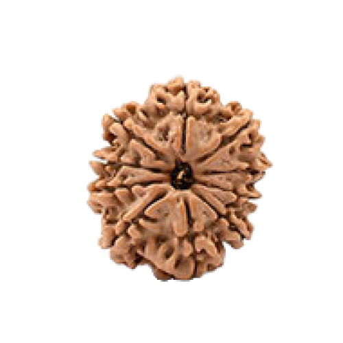 10 Mukhi Rudraksha from Nepal - Small 20mm