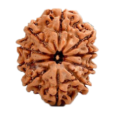 10 Mukhi Rudraksha from Nepal - Medium (25mm)