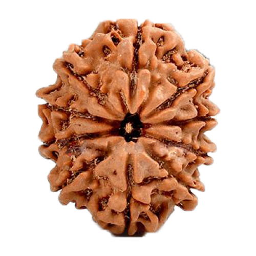 10 Mukhi Rudraksha from Nepal - Medium (25mm)