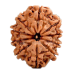 10 Mukhi Rudraksha from Nepal - Medium (25mm)