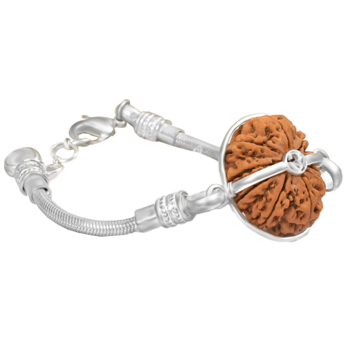 11 Mukhi Rudraksha Nepal  Silver Bracelet in Snake Chain 24 mm - 26 mm