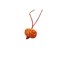 11 Mukhi Rudraksha Nepal Pendant in Thread 27mm - 28mm