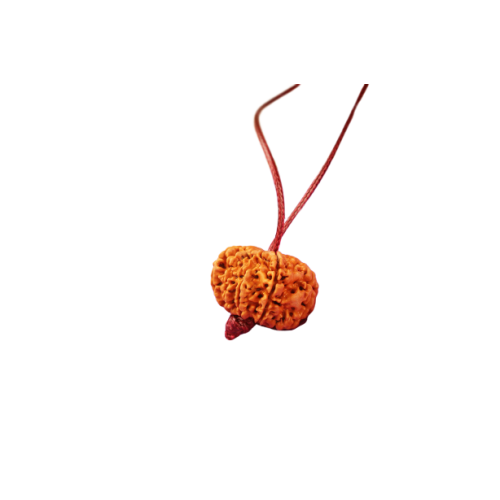 11 Mukhi Rudraksha Nepal Pendant in Thread 22mm