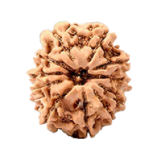 11 Mukhi Rudraksha from Nepal - Medium (24mm-26mm)