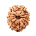 11 Mukhi Rudraksha from Nepal - Medium (24mm-26mm)