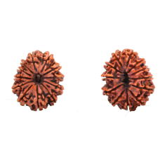 12 Mukhi Rudraksha from Nepal - Small 21mm-23mm