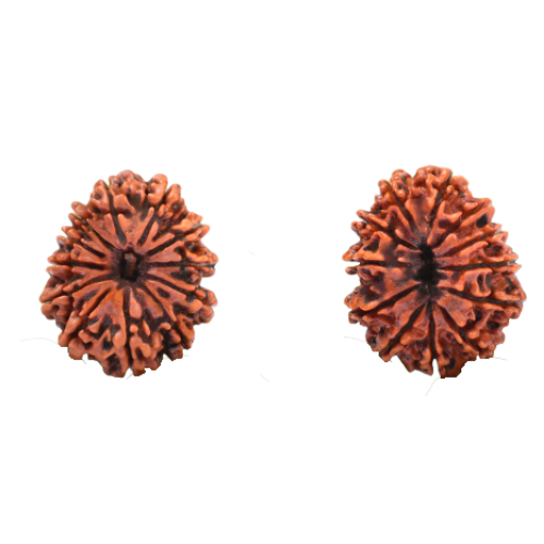 12 Mukhi Rudraksha from Nepal - Small 21mm-23mm