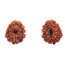 12 Mukhi Rudraksha from Nepal - Medium 26mm