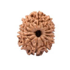 13 Mukhi Rudraksha from Nepal - Small (20mm-24mm)