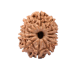 13 Mukhi Rudraksha from Nepal - Medium (24mm-27mm)