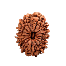 14 Mukhi Rudraksha from Nepal - Large (30mm)