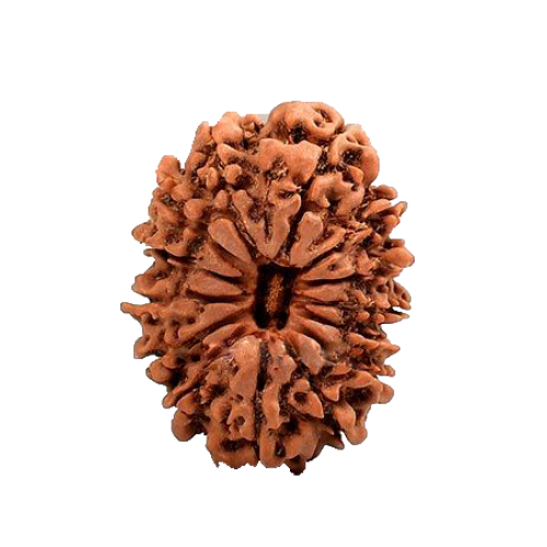 14 Mukhi Rudraksha from Nepal - Large (30mm)