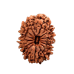 14 Mukhi Rudraksha from Nepal - Small (24mm-26mm)